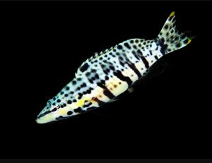 Harlequin Basslet