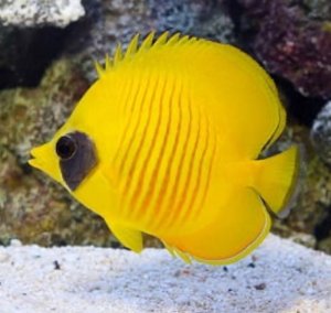 Semilarvatus (RS) Butterfly