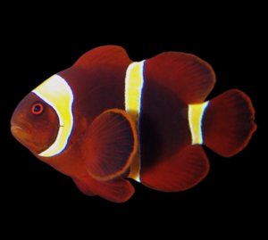 Maroon Gold Stripe Sm Clown