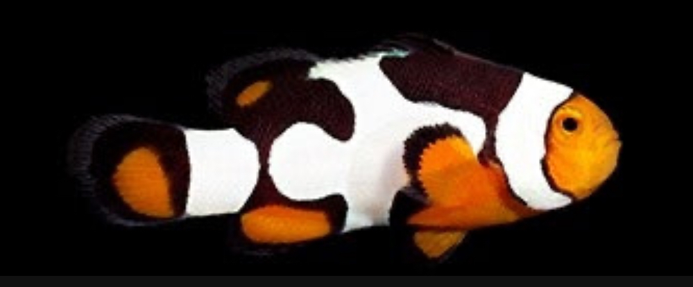 Picasso Onyx (AC) Clown