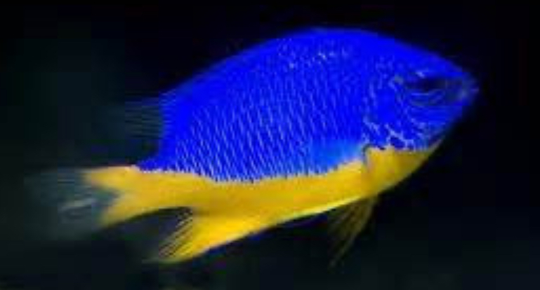 Yellow Belly Damsel