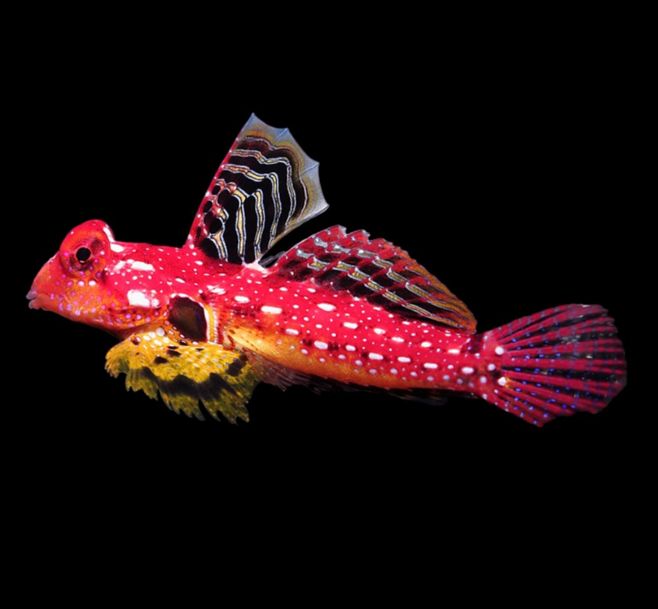 Scooter Moyers Red Dragonet