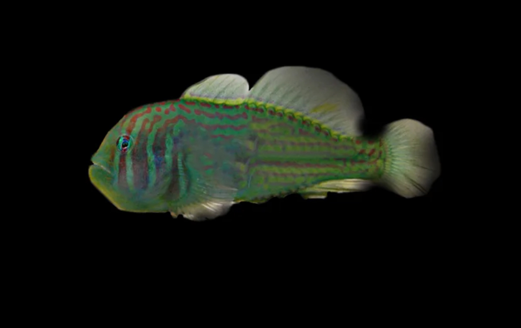 Clown Pink & Green Goby