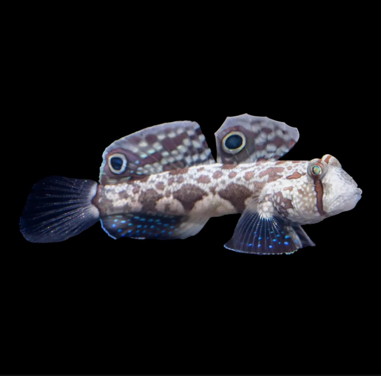 Two Spot Goby