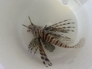Dwarf (Venomous) Lionfish