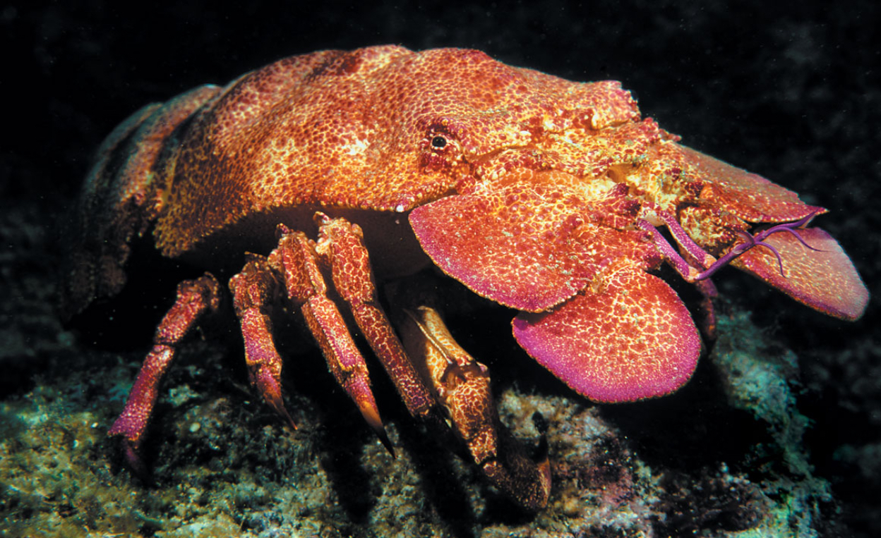 Dozer Orange Slipper Lobster