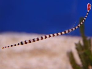 Banded Pipefish