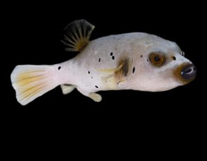 Dogface Sm Puffer