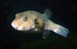 Spotted Puffer