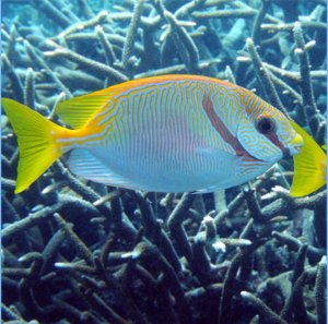 Blue Lined Rabbitfish