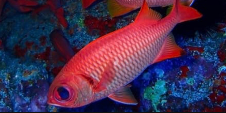 Big Eye Squirrelfish