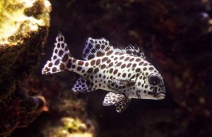 Harlequin Sweetlips