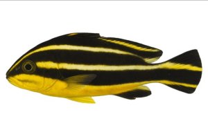 Striped Sweetlips