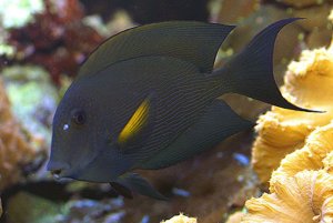 Bristletooth Striated Tang