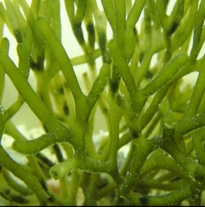 Codium Macroalgae