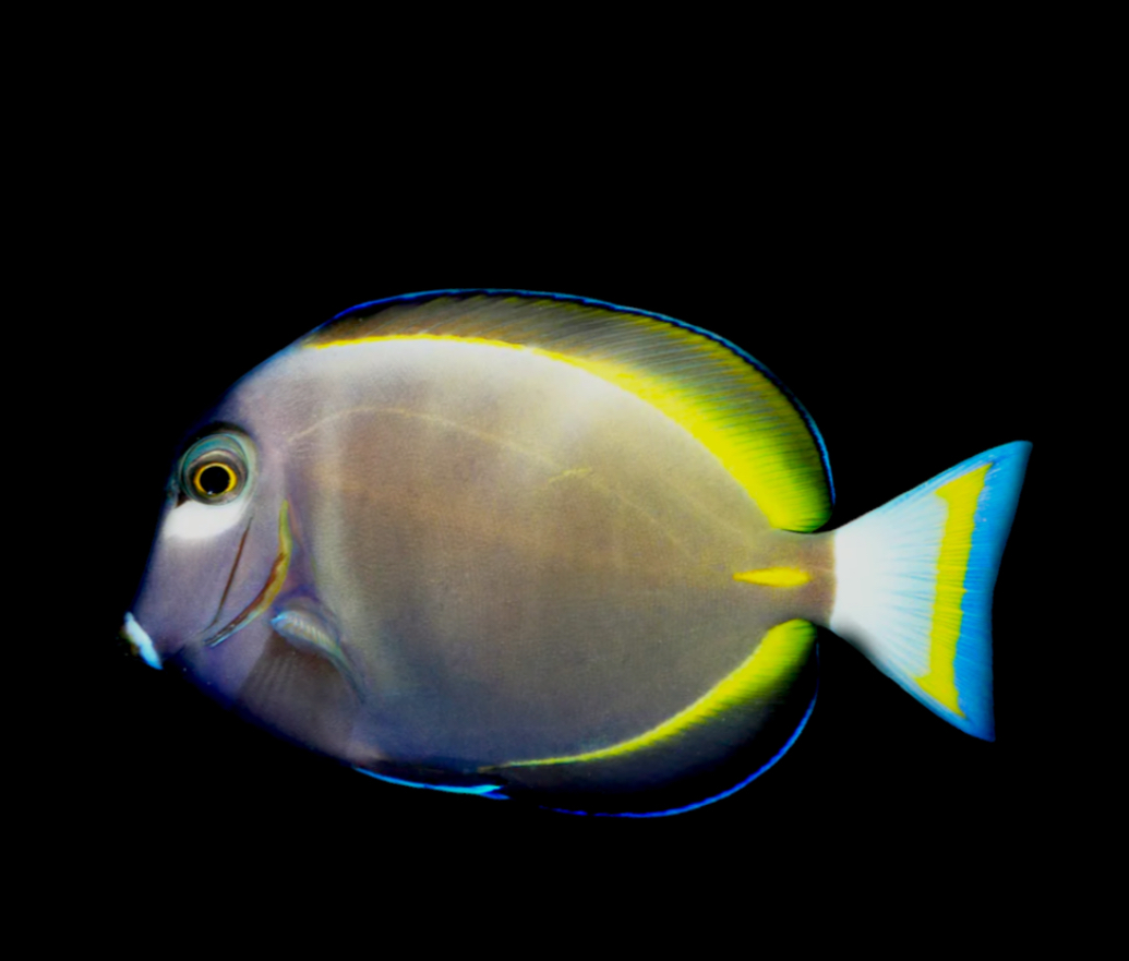 Gold Rim Tang