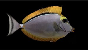 Naso Blonde Tang