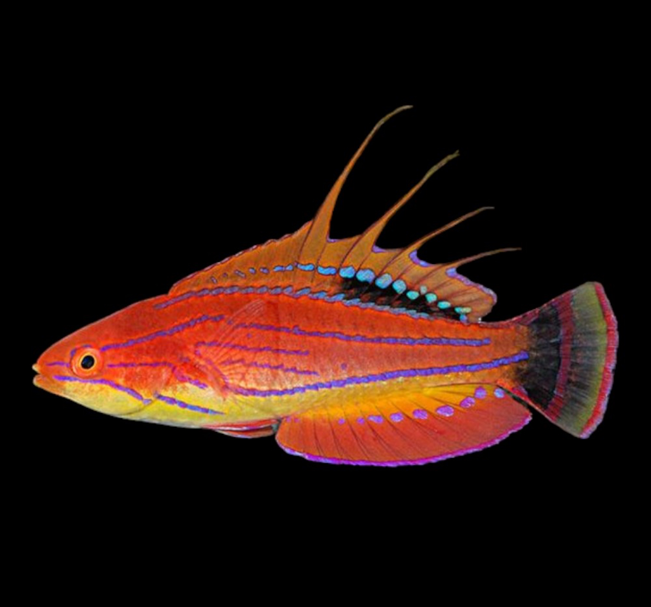 Carpenter's Flasher Wrasse