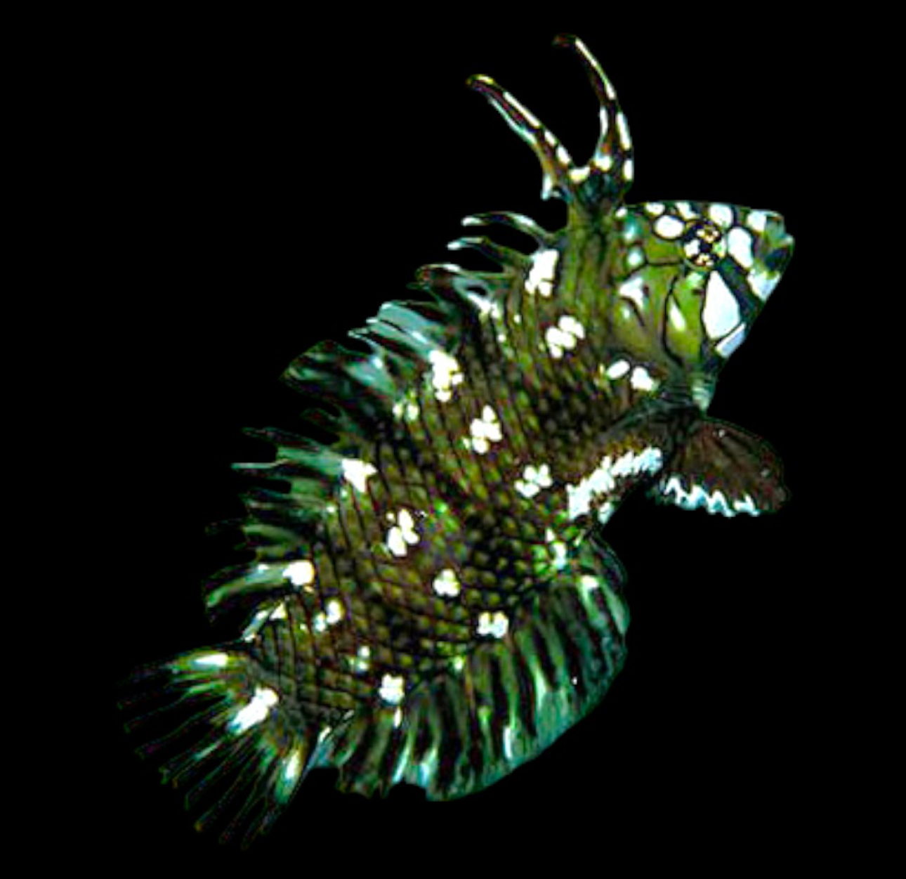 Dragon Wrasse