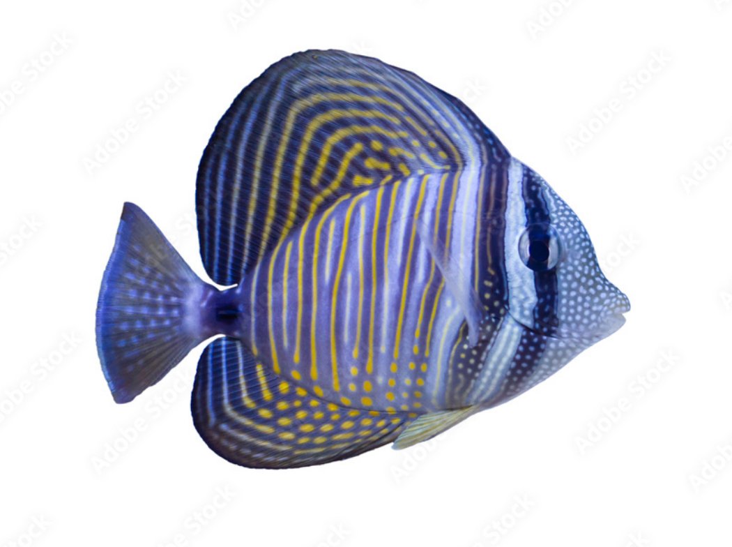 Sailfin Desjardinii Lg Tang