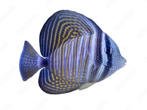 Sailfin Desjardinii Lg Tang