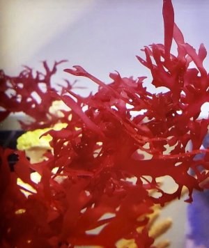 Gracilaria Macroalgae