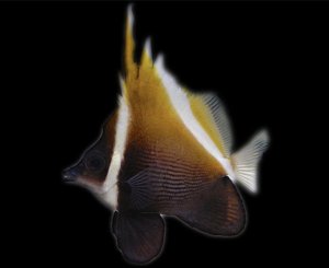 Heniochus Brown Butterfly