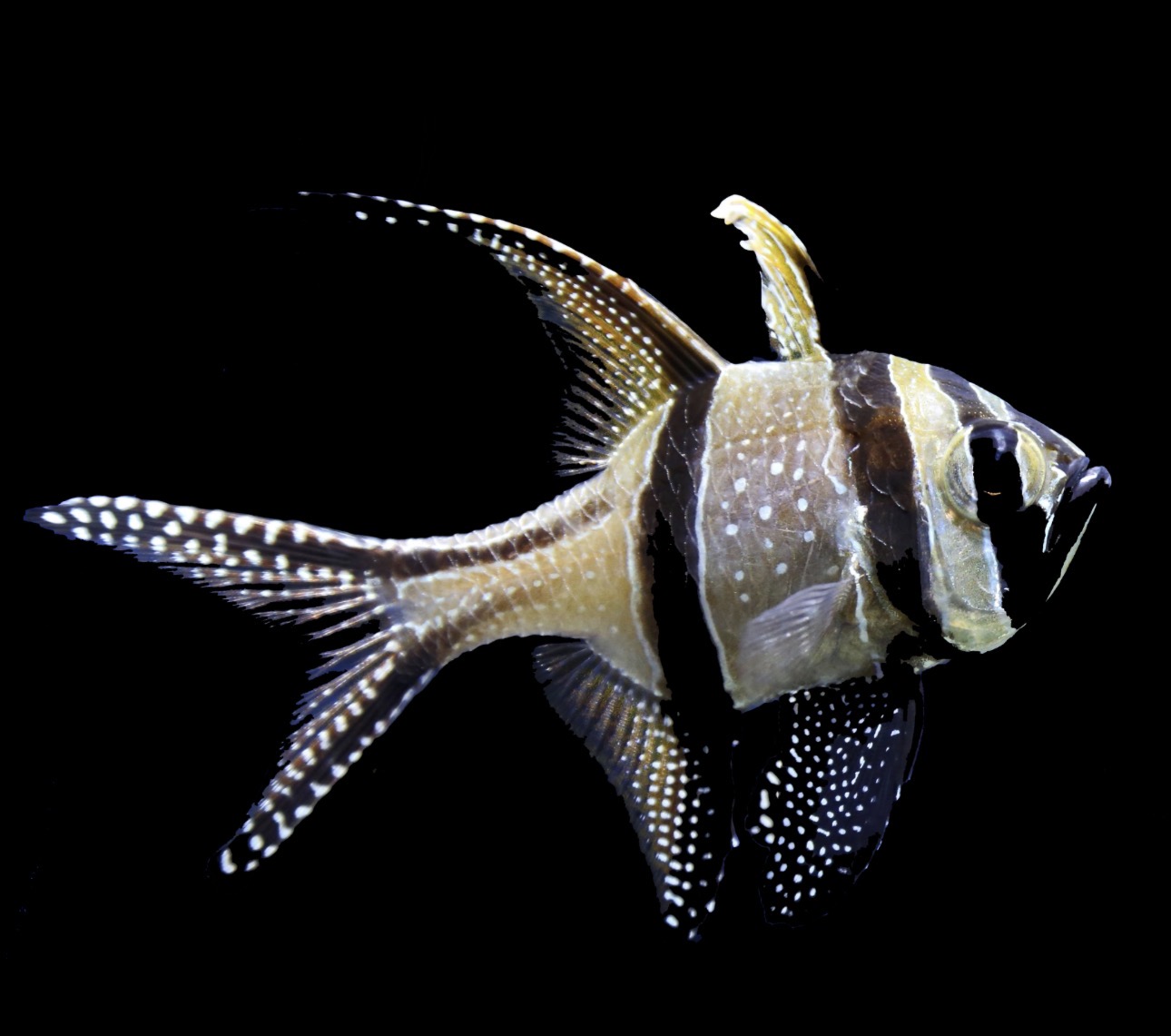Banggai Cardinal