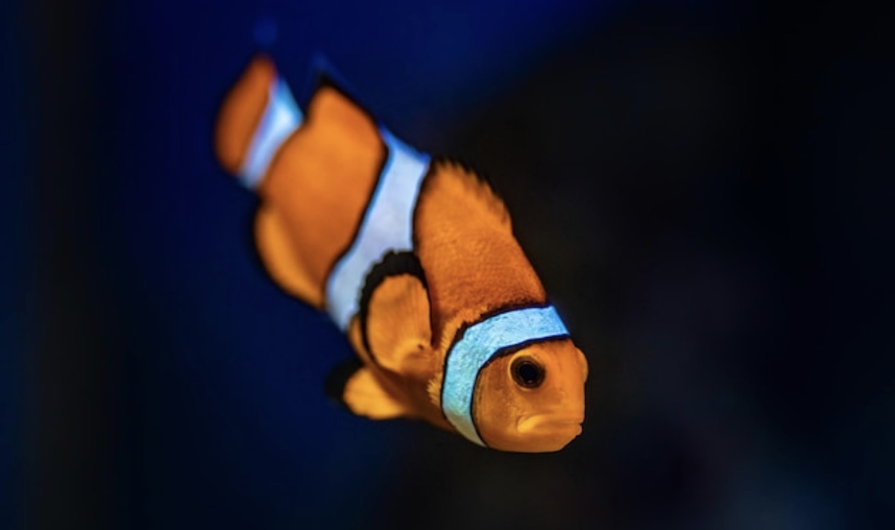Ocellaris Clown