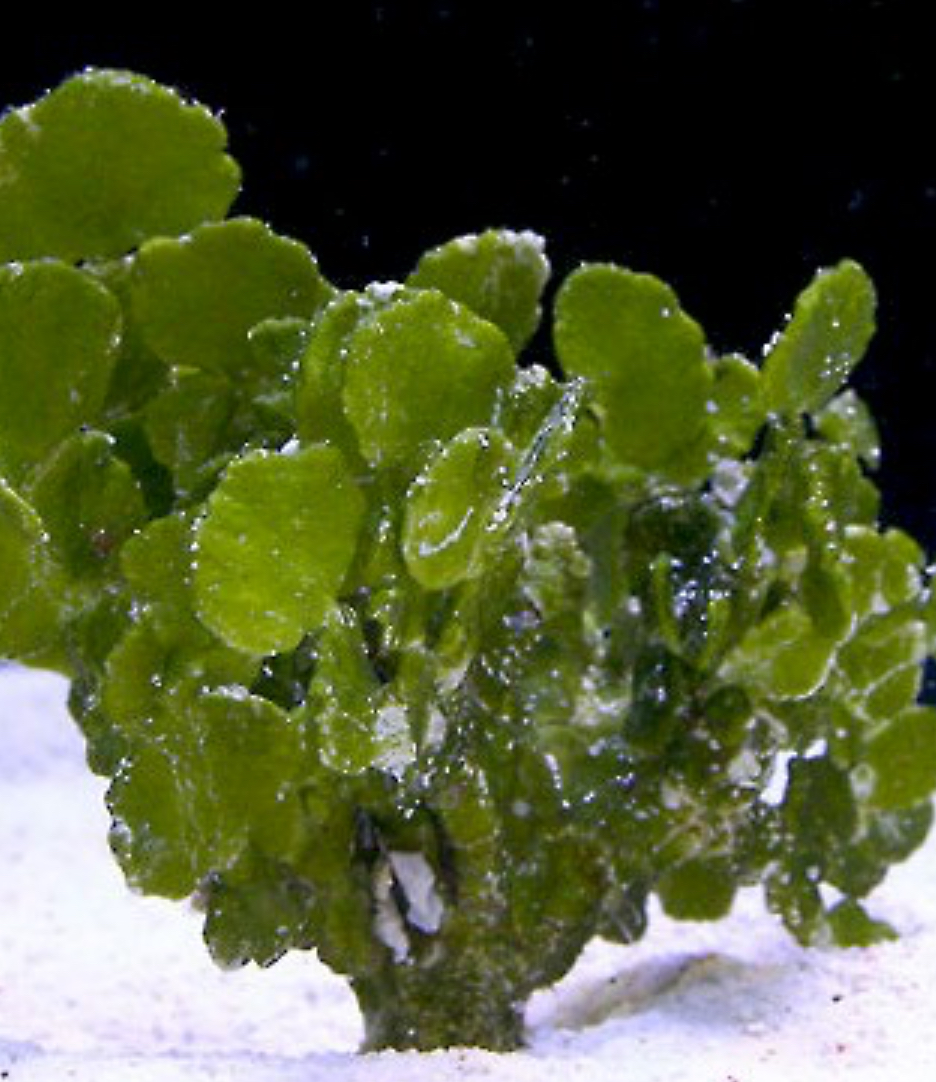 Halimeda Macroalgae
