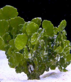Halimeda Macroalgae