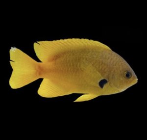 Yellow Sulfur Damsel