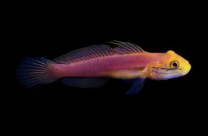 Bella Rose Goby