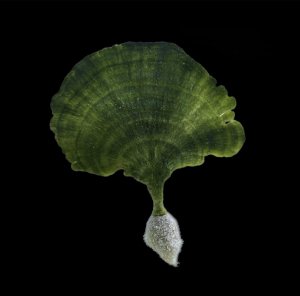 Mermaid's Tail Macroalgae