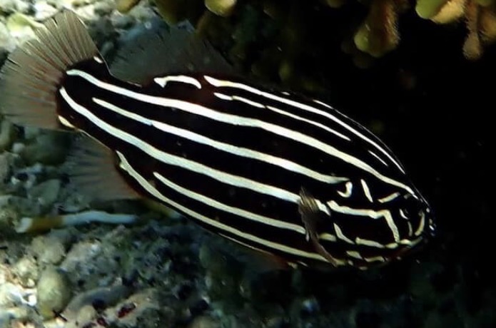 Six Lined Soapfish