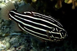 Six Lined Soapfish