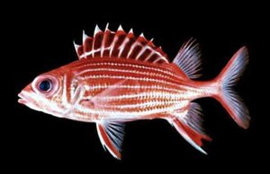 Crown Squirrelfish
