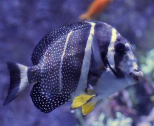 White Spotted Tang