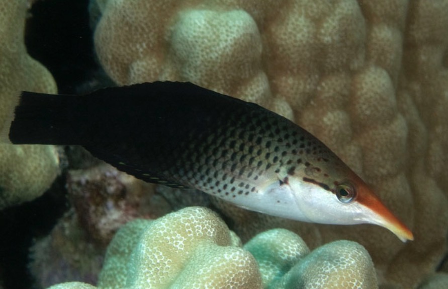 Bird Black Lg Wrasse