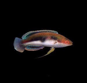 Fairy Katherine's Wrasse
