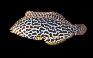 Leopard Wrasse