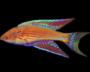 Royal Flasher Wrasse