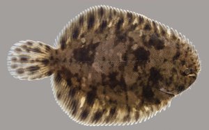 Flounder