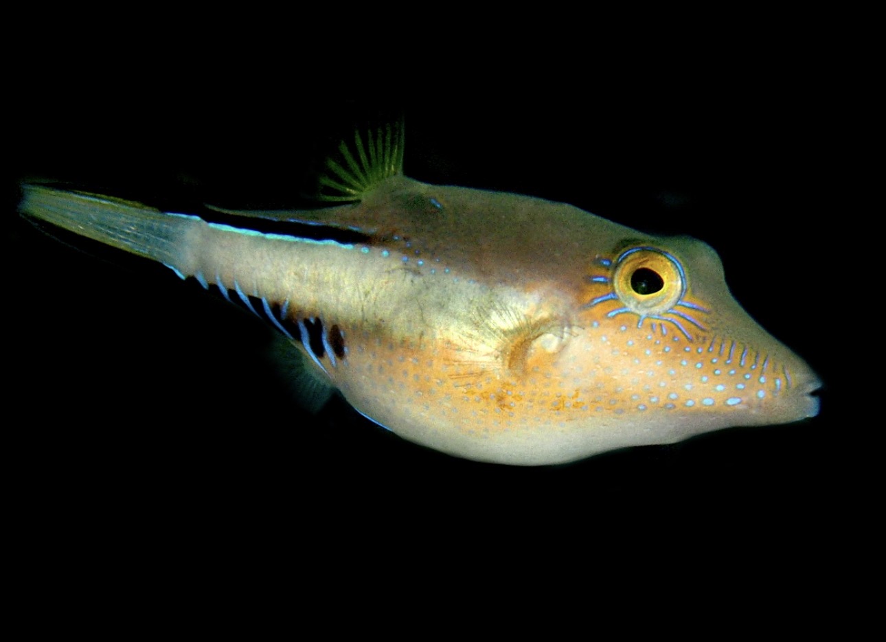 Sharpnose (FL) Puffer
