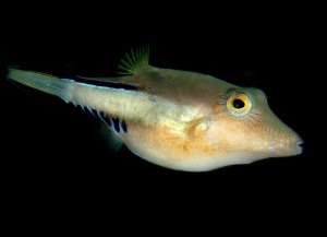 Sharpnose (FL) Puffer