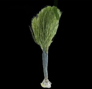 Shaving Brush Macroalgae