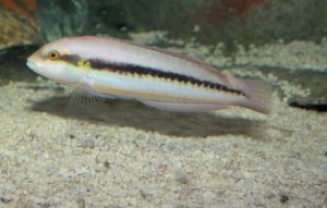 Slippery Dick Wrasse