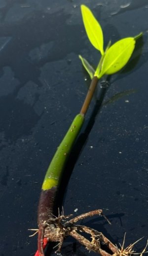 Mangrove Red Pod Plant