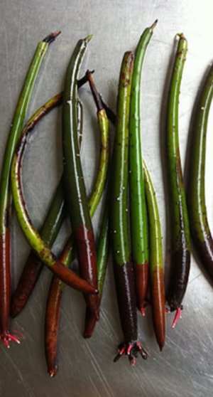 Mangrove Red Pod Plant