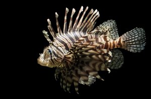 Volitan Black (Venomous) Lionfish